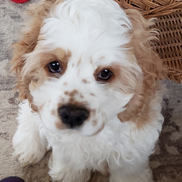 Meet your Posher, Alexandra - Picture 10 of 13